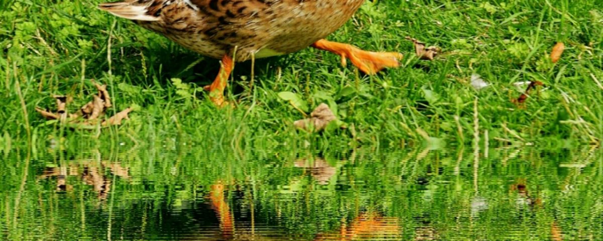 Save the duck - image pexels-pixabay-162059-1200x480 on https://gianniferrucci-tlse.fr